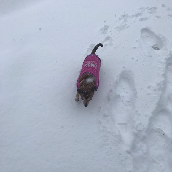 Meet your Posher, Dexter - Picture 2 of 8